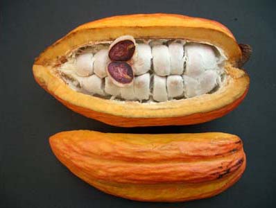 El Cacao