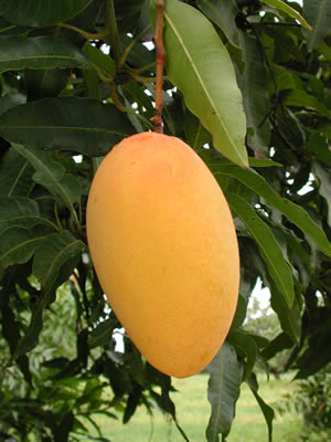 El Mango