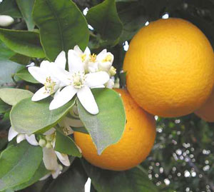 La naranja