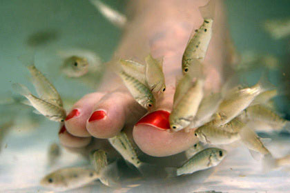 Pedicuris peces