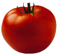 Todo sobre el tomate